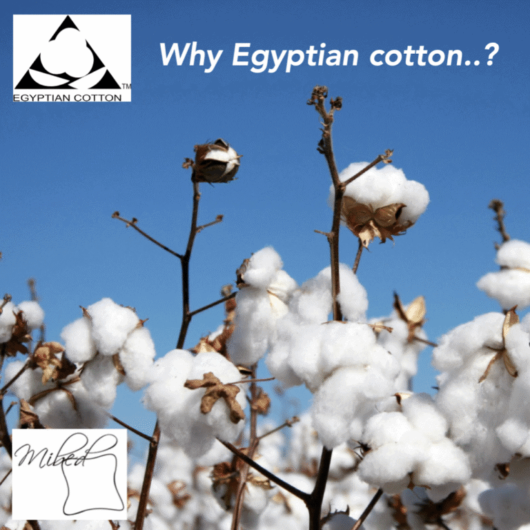 Egyptian cotton (1)